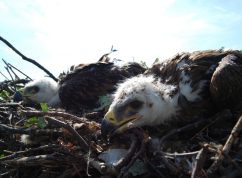 Ornitologové v ČR evidovali 34 párů orlů královských, jádrem výskytu je Soutok