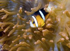 Clark's anemonefish08