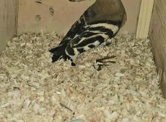 Dudci2 Zoo Brno.jpg