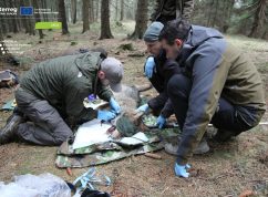 Veterinární úkony, měření, odběr vzorků a obojkování jedné z odchycených vlčic v Beskydech (zdroj: ÚEL LDF MENDELU)