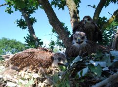 Ornitologové v ČR evidovali 34 párů orlů královských, jádrem výskytu je Soutok