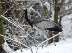 Jeřáb panenský3 Petr Suvorov Zoo Brno