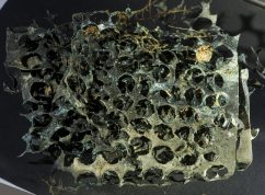 Kateřinská jeskyně odkryla další tajemství, tentokrát kamennou destičku s klínovým písmem