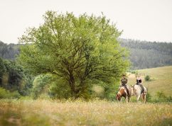 Koně v lese 3 MENDELU (1)
