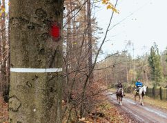 Koňské značky2 MENDELU
