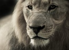 Lev jihoafrický Pixabay