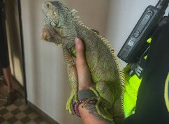 Po leguánovi odchytila hada v kočárkárně, strážnice si poradí s každým plazem