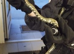 Po leguánovi odchytila hada v kočárkárně, strážnice si poradí s každým plazem