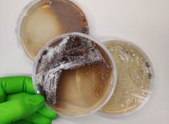 Mikroorganismy MENDELU