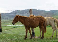 Mongolsko koně MENDELU