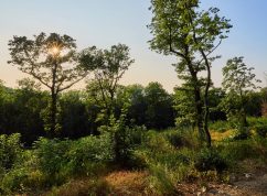 Obnova pařezin na Děvíně foto Jan Miklín