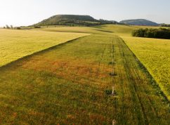 Okraslovaci spolek Mikulov (2)