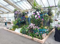 Orchideje a motýli2 MENDELU