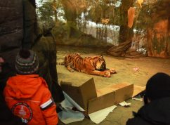 Štědrý den_tygr sumaterský2_Foto Eduard Stuchlík, Zoo Brno