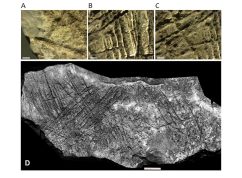 Detail rytin na vápencovém bloku ze Švédova stolu. Ukázky křížících se zářezů vytvořených kamennými nástroji na obou rytých plochách; patrné jsou rozdíly v šířce a hloubce jednotlivých linií.
