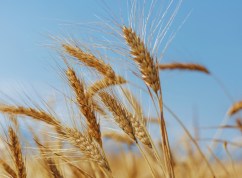 Tritordeum Vivagran