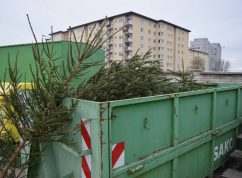 Vánoční stromky3 SAKO Brno