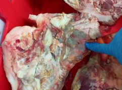 Veterinářky našly na Starém Brně řeznictví se zkaženým i neznámým masem