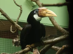 Zoborožec1 Petr-Suvorov.jpeg