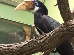 Zoborožec1 Zoo Brno.jpeg