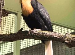 Zoborožec2 Zoo Brno