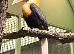 Zoborožec4A Zoo Brno