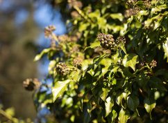 arboretum_04