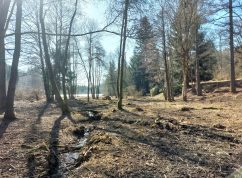 bledule_TZ_3_pohled na bleduliště zezadu
