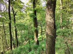 Vyhlášení nové přírodní rezervace Nad Švédskou cestou