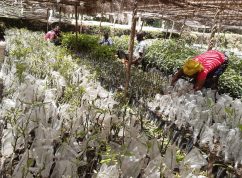 grafted_seedlings_for_distribution