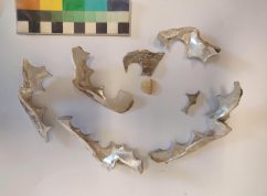 Archeologové našli v Židenicích pozůstatky čamrdářství - výrobny knoflíků