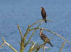 kormoran-maly-ondrej-ryska-1