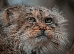 manul1_Foto Matyáš Slavík, Zoo Brno