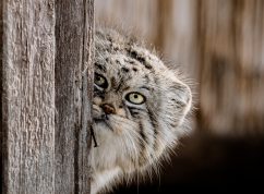 manul2_Foto Matyáš Slavík, Zoo Brno