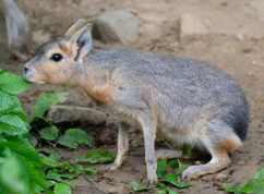 mara stepni1_Zoo Brno