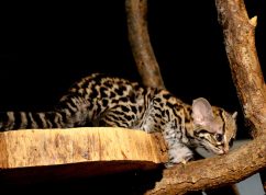 margay mlade2_Foto Michal Vaňáč, Zoo Brno