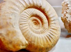 Do Brna se sjede téměř 300 vystavovatelů minerálů, fosilií, šperků či přírodnin