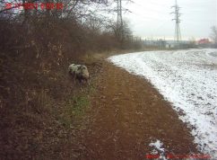 mp_brno-gottingenske-prasatko-002-en-face
