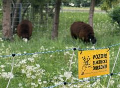V brněnských Žabovřeskách mají jasno, sekačku na trávu zaskakují ovečky