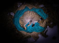 odchyt_Matěj s obojkem_foto Vladimír Čech ml.