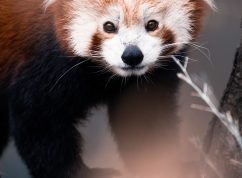 panda červená1_Foto Matyáš Slavík, Zoo Brno