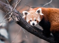 panda červená2_Foto Matyáš Slavík, Zoo Brno