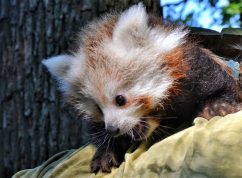 panda1