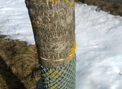 poskozeni_stromu_na_sil