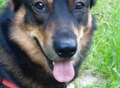 psi-pruvoce-meda-foto-jana-tesarikova