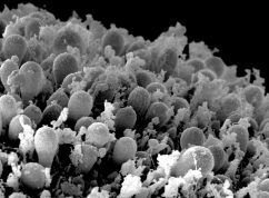 retinalniorganoidy_01