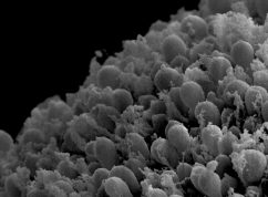 retinalniorganoidy_02