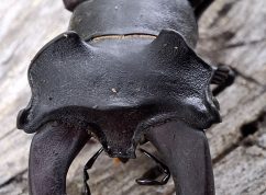 Vyhlášení nové přírodní rezervace Nad Švédskou cestou