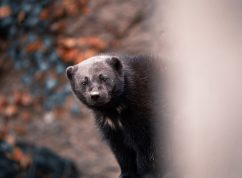 rosomák sibiřský1_Foto Matyáš Slavík, Zoo Brno