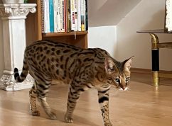 serval